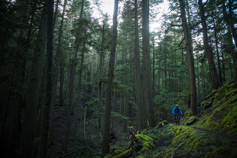 More singletrack goodness awaits on the North Trail.