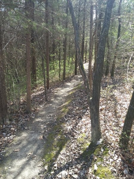 The area of Krug Park that's forested with pines is always the most relaxing part of the trail because it's so peaceful.