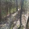 The area of Krug Park that's forested with pines is always the most relaxing part of the trail because it's so peaceful.