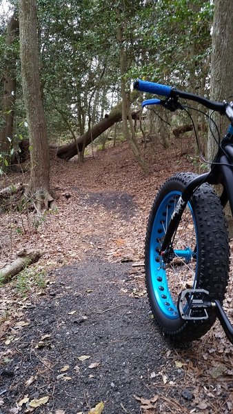 The trail bends under the fallen tree.