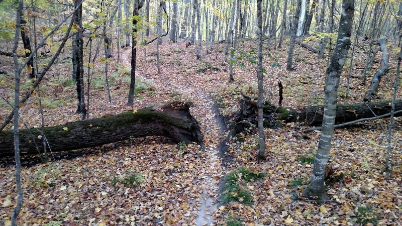 Riding between fallen trees