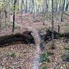 Riding between fallen trees