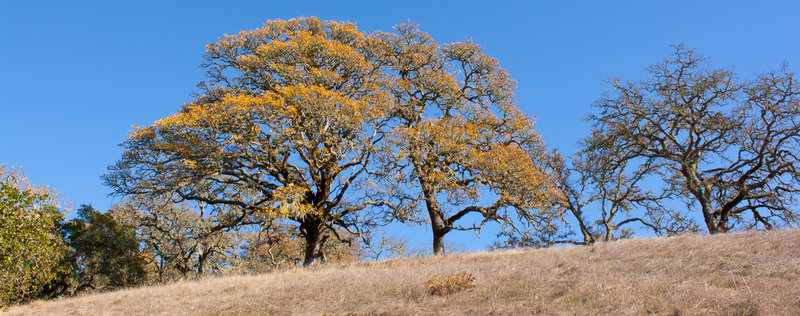 Trees at Shiloh Regional Park.