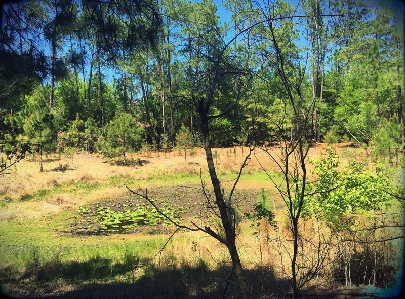 A relatively young sinkhole has now turned into a lily pond.