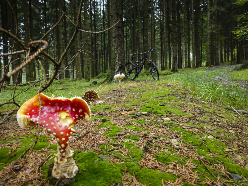 The trail weaves through a dank forest with lots of wild mushrooms.