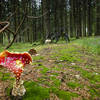 The trail weaves through a dank forest with lots of wild mushrooms.