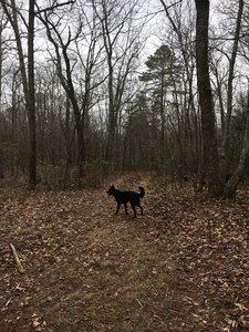 The blue blazes start near the beginning of the singletrack.