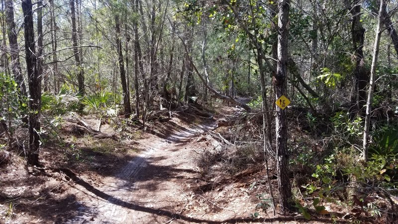 There are lots of root obstacles and occasionally a fallen tree to watch out for.