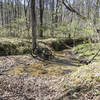 One of the many creek crossings on the Blue Trail in Dawson Forest.