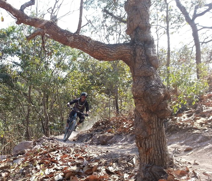 Robert navigates a turn along the tree line.