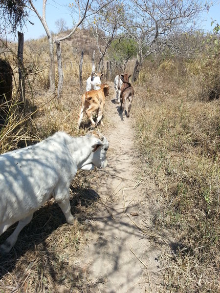 The occasional cow adds to the thrill of changing trail conditions.