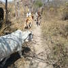 The occasional cow adds to the thrill of changing trail conditions.