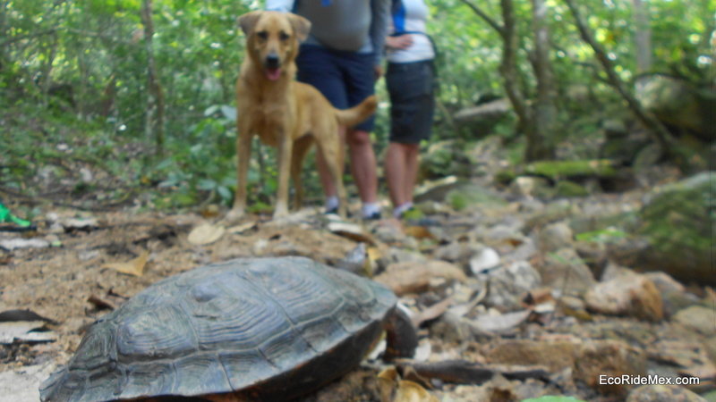 A small turtle makes his away across the trail.