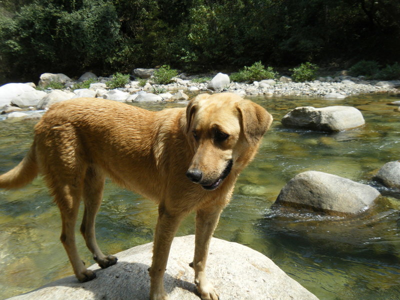 Sonora enjoys a little cool-down opportunity in the River Cuale.