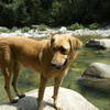 Sonora enjoys a little cool-down opportunity in the River Cuale.