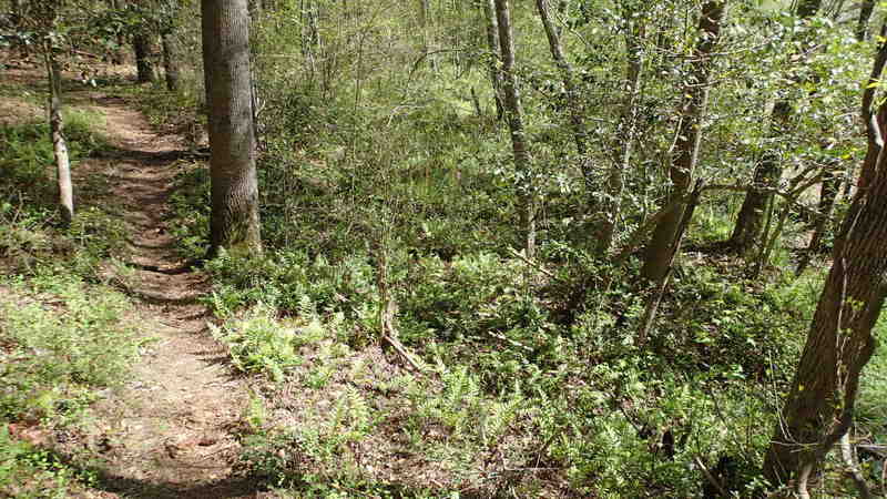 You'll find some classic ribbons of singletrack on the Swamp trail.