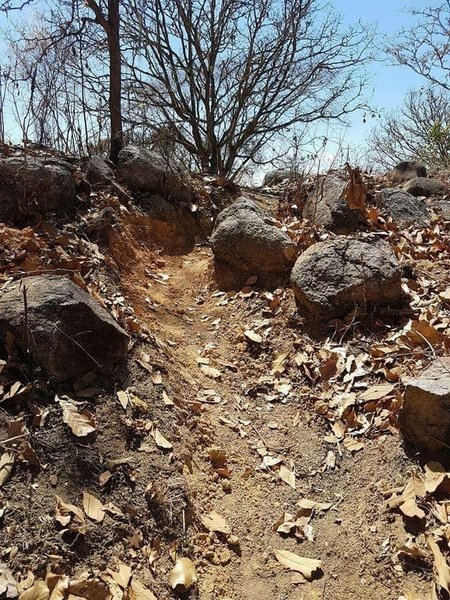 Mind the rocks that give the trail a rowdy flavor.