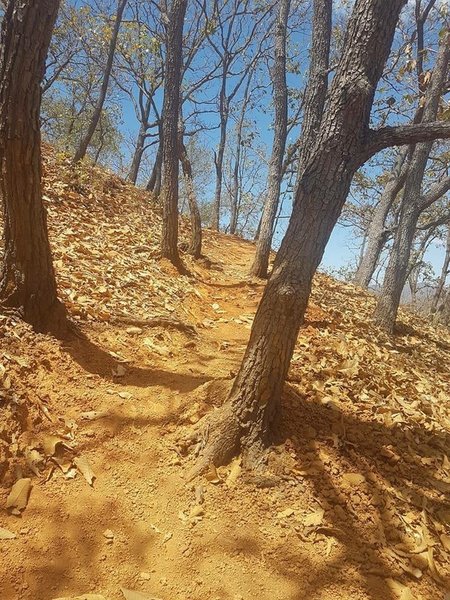 These trees make for a fast and tight section of singletrack.