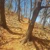 These trees make for a fast and tight section of singletrack.