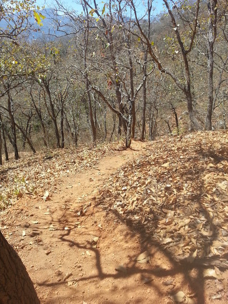 Dry dusty singletrack leads the way.