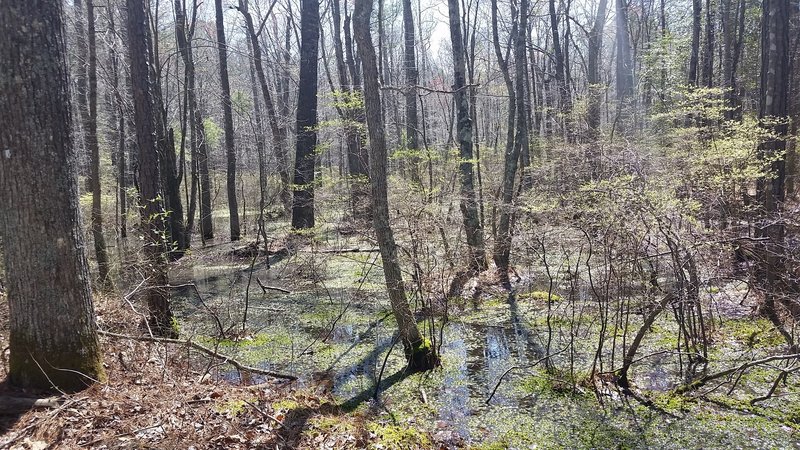 A swampy view just off Camp Road.