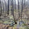 A swampy view just off Camp Road.