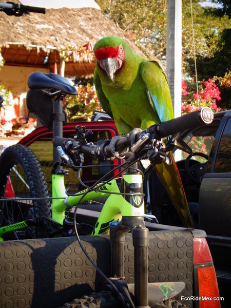 George's bike gets a new mascot.