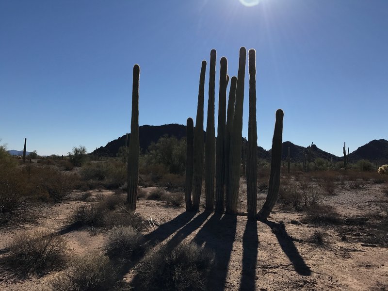 Saguaros frequently do the landscape along the road.