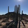 Saguaros frequently do the landscape along the road.