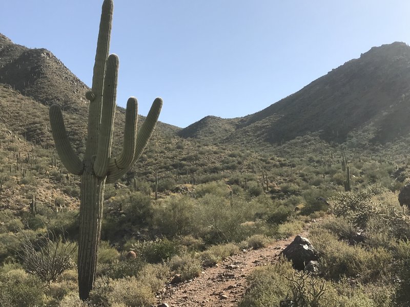 Looking up at Bell Pass from below the switchbacks.