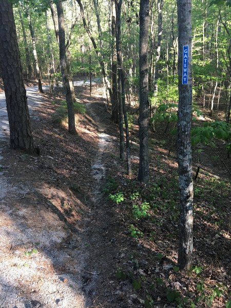 The upper section of the Gateway trail near the intersection of Rusty Barrel.