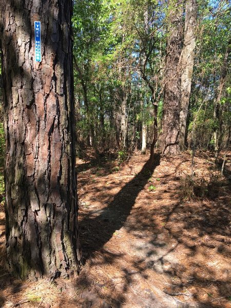 The end of Tree Hugger at the mall overlook.