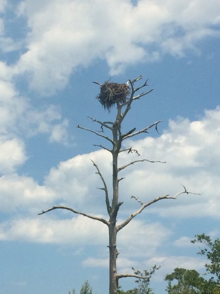 Osprey nest