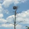 Osprey nest