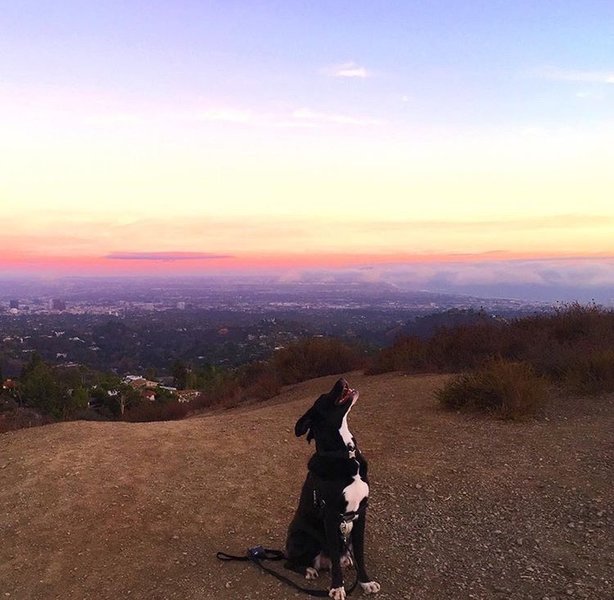 Facing south toward the great views of Santa Monica and the ocean at sunset.