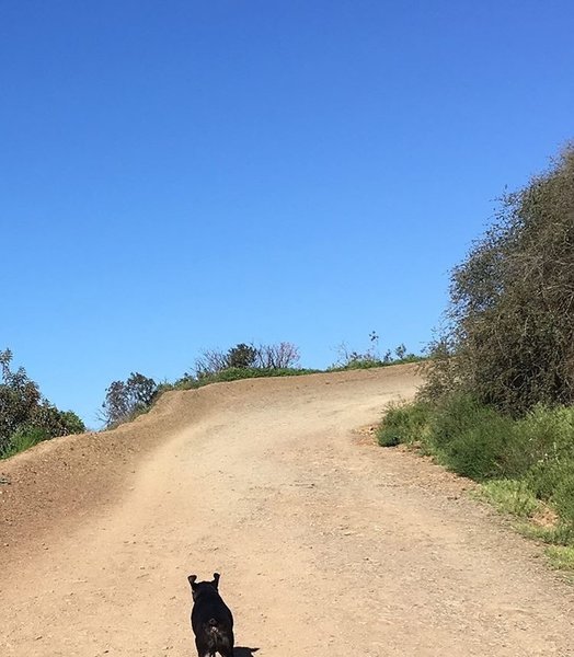 An (honorary) member of the local fauna out enjoying the trails.