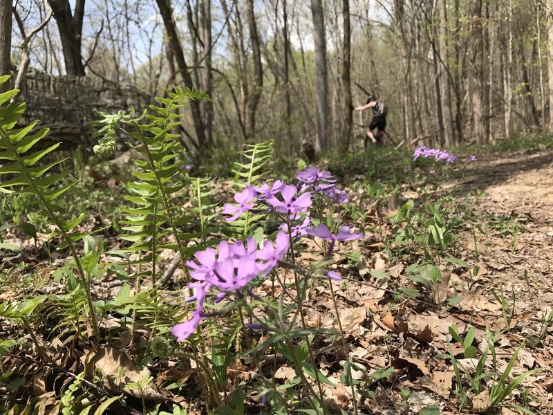 A beautiful field of flowers, just before a gnarly climb.