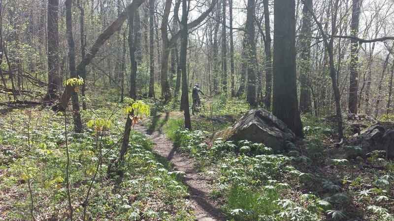 The Wino Spur is a fairly easy section, but it doesn't really go anywhere. Holds water/mud after rains. Still, nice short place to explore.