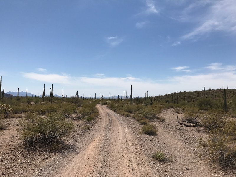 Desert cruising and easy riding.