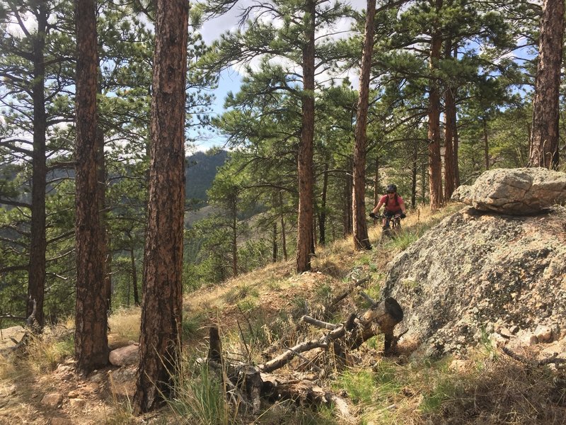 Riding through sparse pines on Saddle Trail West #841.