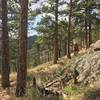 Riding through sparse pines on Saddle Trail West #841.