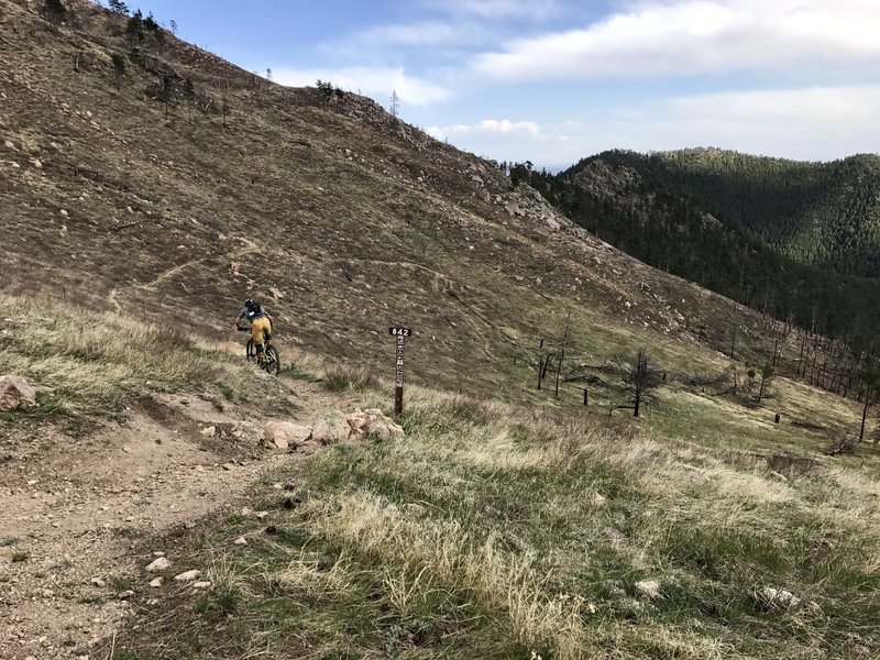 A fun descent through an old burn area.