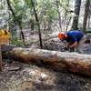 Steve cutting the big pinetree blocking entrance/exit to Swamp Fox signifying the trail is open!