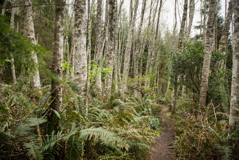 An easy-going section of Upper Mirkwood allows you to enjoy your surroundings.