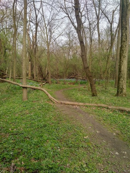 Nice trail, a lot of stunning views.