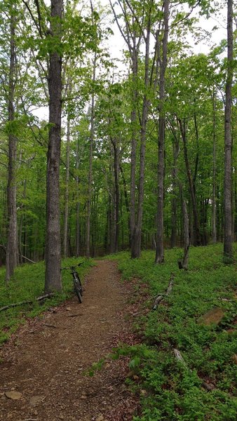 View down a long flowly section that feeds into a hardwood forest.