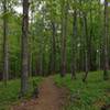 View down a long flowly section that feeds into a hardwood forest.