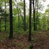 A panorama of one of three nearby cemeteries that can be found in the forest.