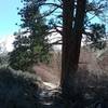 View from halfway down the first section of the Lower Rock Creek Trail - lots of fun!