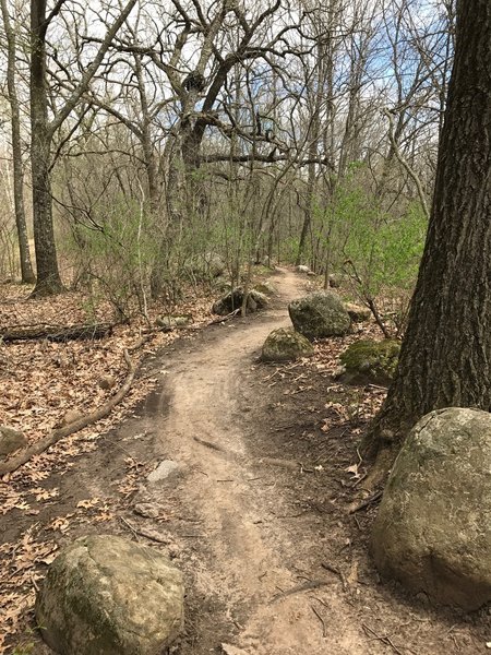 Smooth singletrack lined by boulders on the Brown Loop.